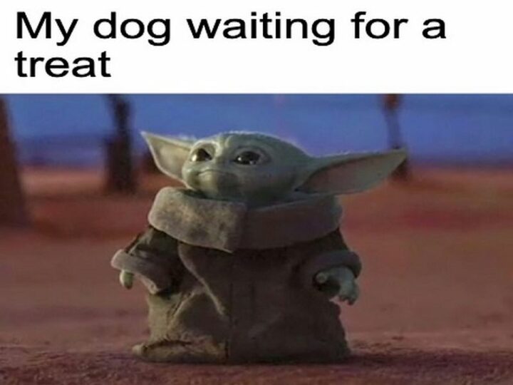 55 Dark Memes - "My dog waiting for a treat."