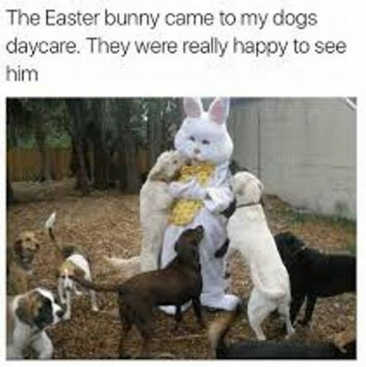 "The Easter bunny came to my dog's daycare. They were really happy to see him."