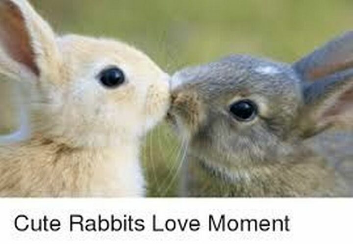 "Cute rabbits love moment."