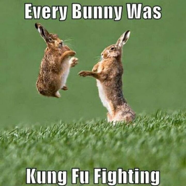 "Every bunny was Kung Fu fighting."