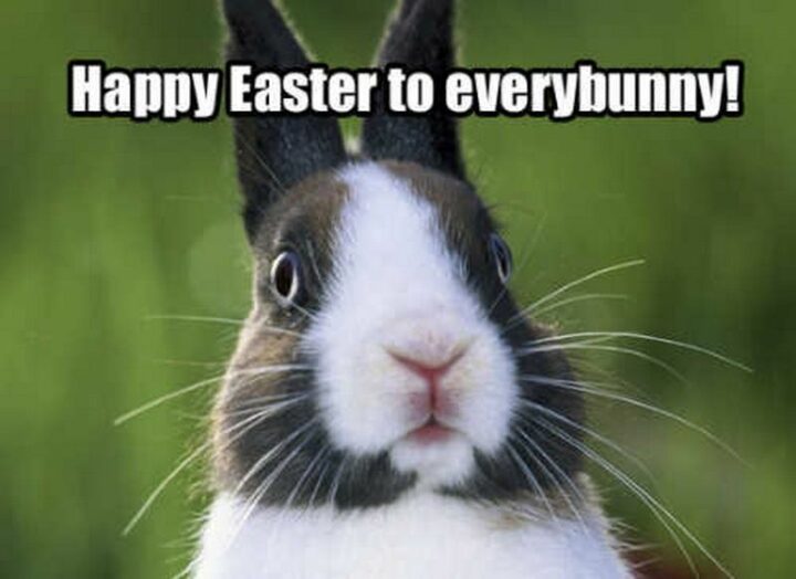 "Happy Easter to every bunny!"