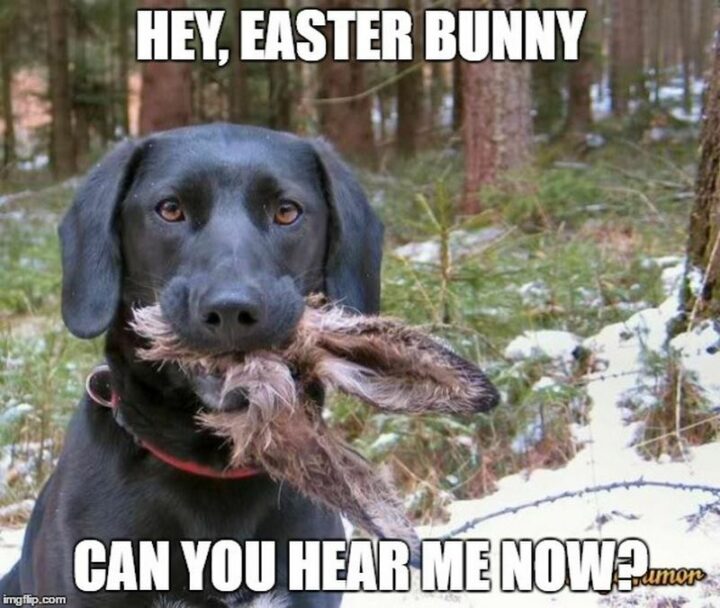 "Hey, Easter bunny. Can you hear me now?