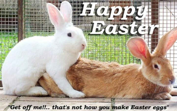 "Happy Easter. Get off me!!... That's not how you make Easter eggs."