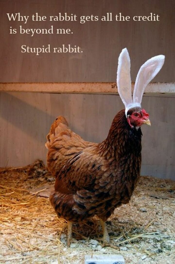 "Why the rabbit gets all the credit is beyond me. Stupid rabbit."