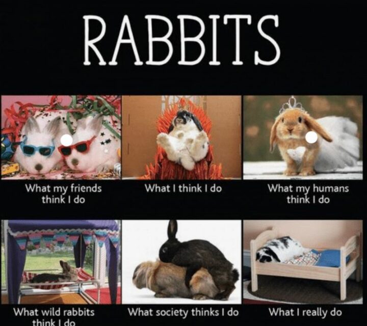"Rabbits. What my friends think I do. What I think I do. What my humans think I do. What wile rabbits think I do. What society thinks I do. What I really do."