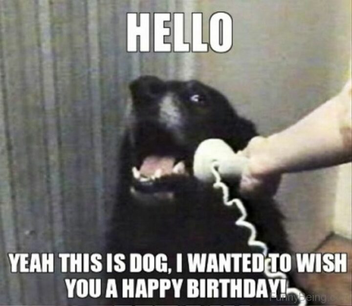 "Hello. Yeah, this is the dog, I wanted to wish you a happy birthday."