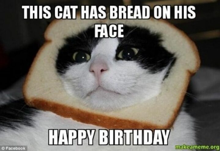 "This cat has bread on his face. Happy birthday."