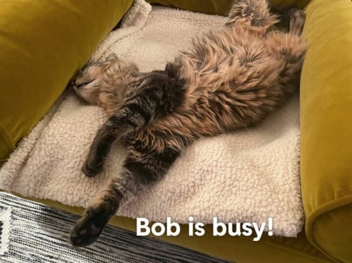 61 Funny Overworked Memes - "Bob is busy!"