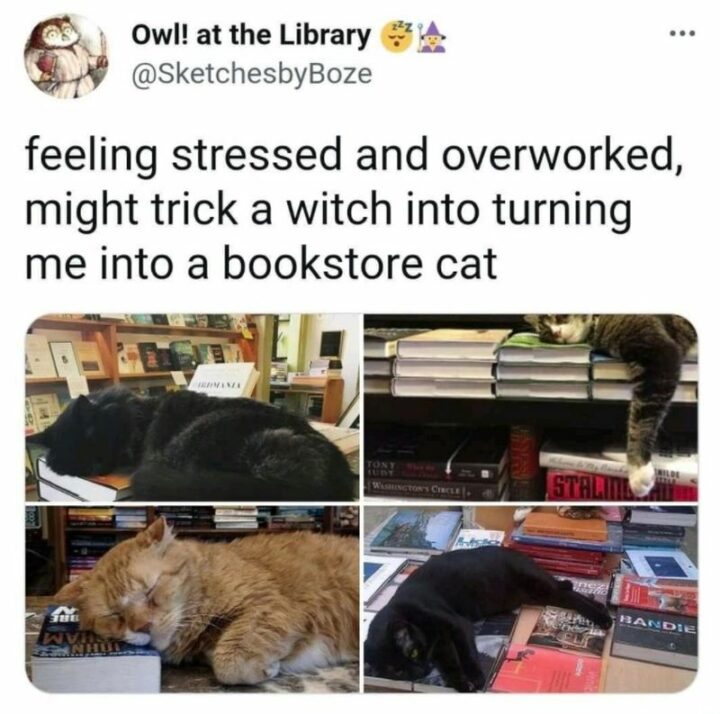 "Feeling stressed and overworked. Might trick a witch into turning me into a bookstore cat."