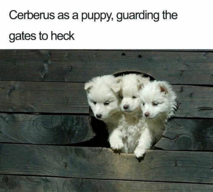 55 Wholesome Memes - "Cerberus as a puppy, guarding the gates to heck."