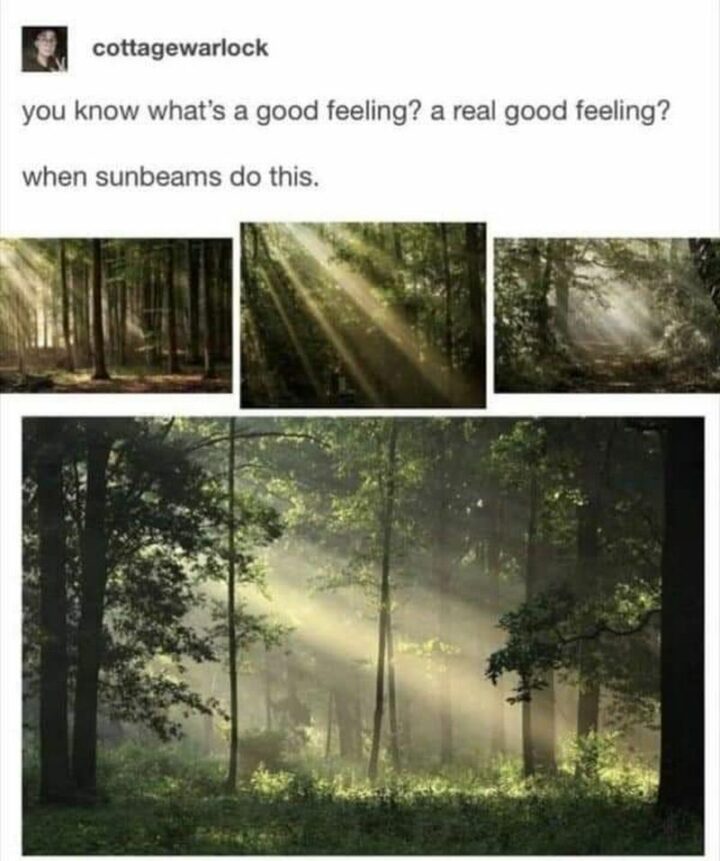 55 Wholesome Memes - "You know what's a good feeling? A real good feeling? When sunbeams do this."