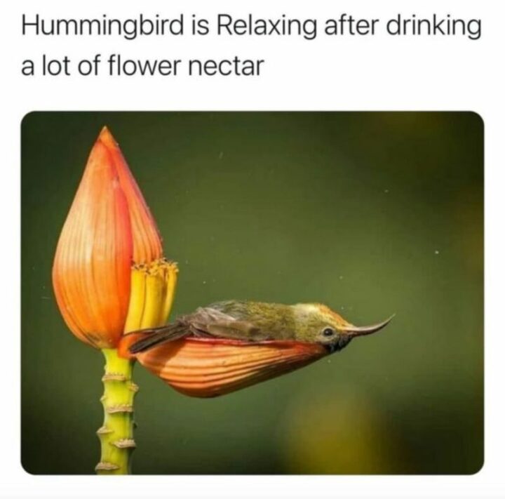 55 Wholesome Memes - "Hummingbird is relaxing after drinking a lot of flower nectar."