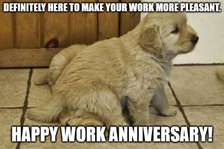 "Definitely here to make your work more pleasant. Happy work anniversary!"