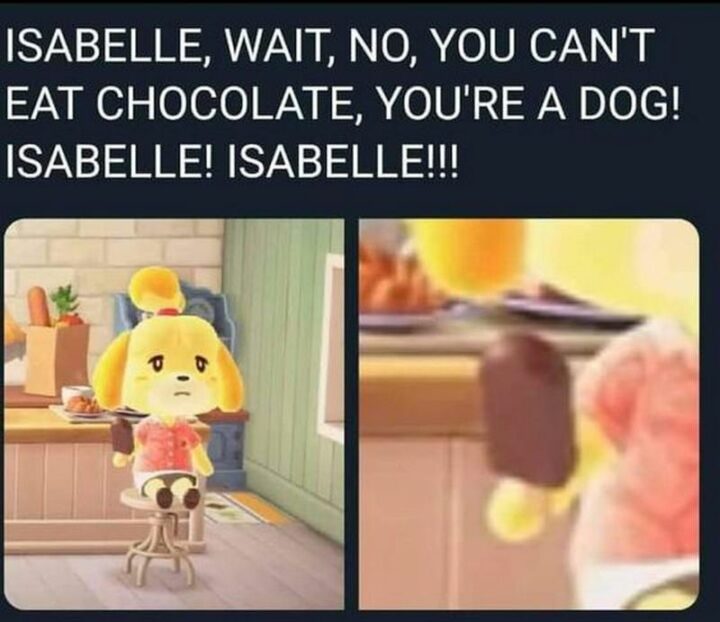 "Isabelle, wait, no, you can't eat chocolate, you're a dog! Isabelle! Isabelle!!!"
