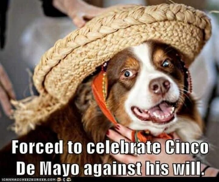 "Forced to celebrate Cinco de Mayo against his will."
