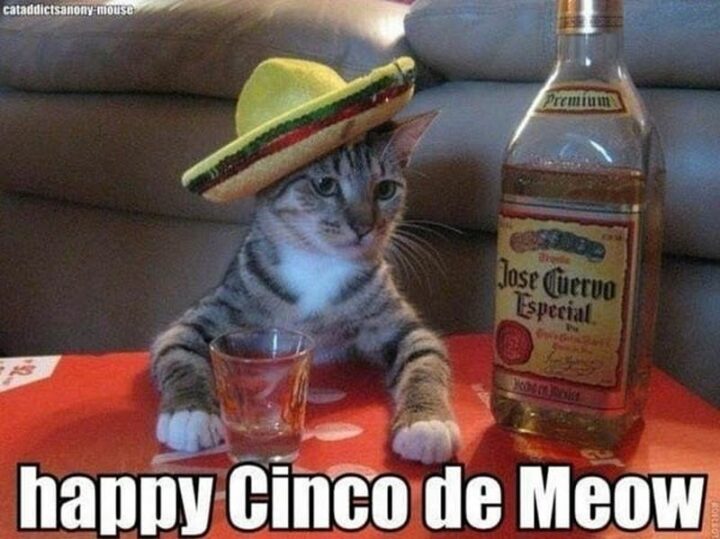 "Happy Cinco de Meow."