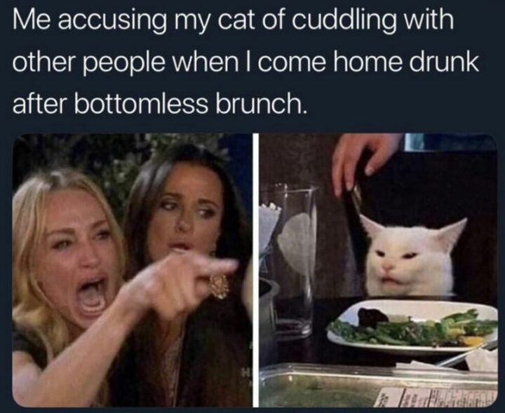 39 Hilarious Memes - "Me accusing my cat of cuddling with other people when I come home drunk after bottomless brunch."