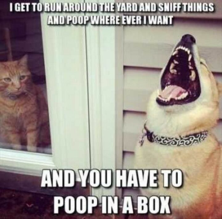 39 Hilarious Memes - "I get to run around the yard and sniff things and poop where ever I want and you have to poop in a box."