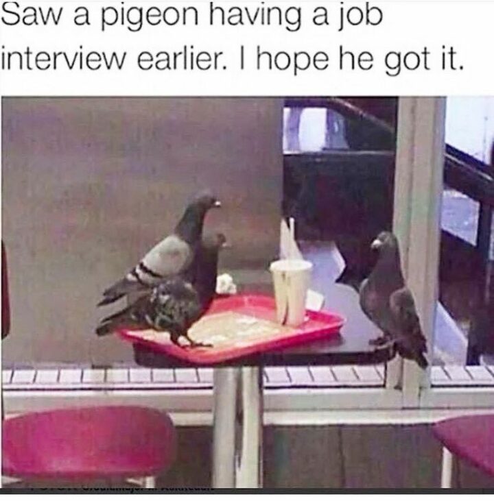 "Saw a pigeon having a job interview earlier. I hope he got it."