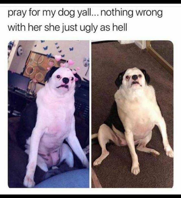 "Pray for my dog y'all...Nothing wrong with her she's just ugly as hell."