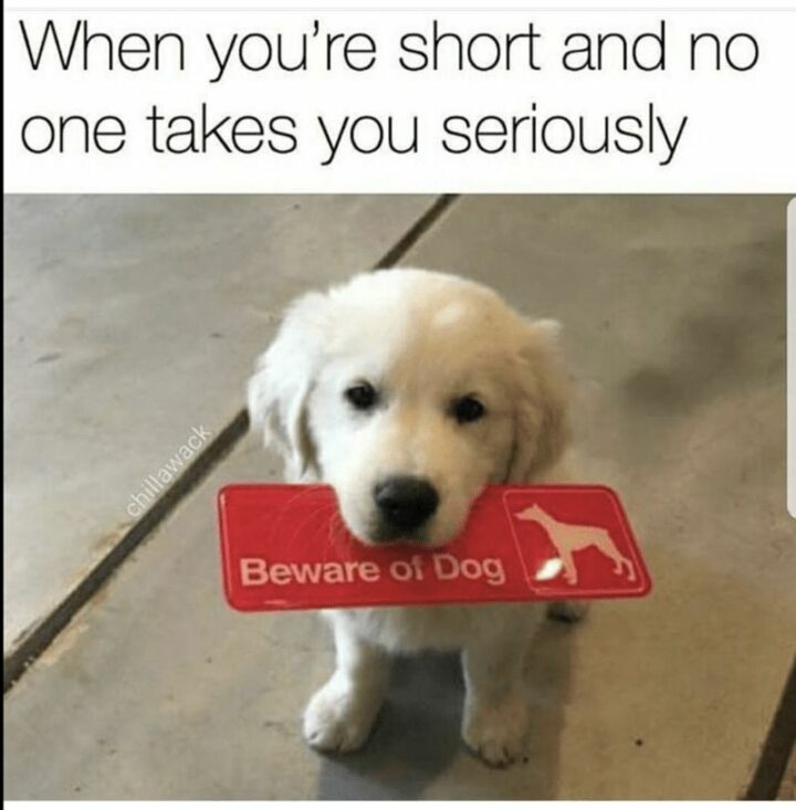 "When you're short and no one takes you seriously: Beware of dog."