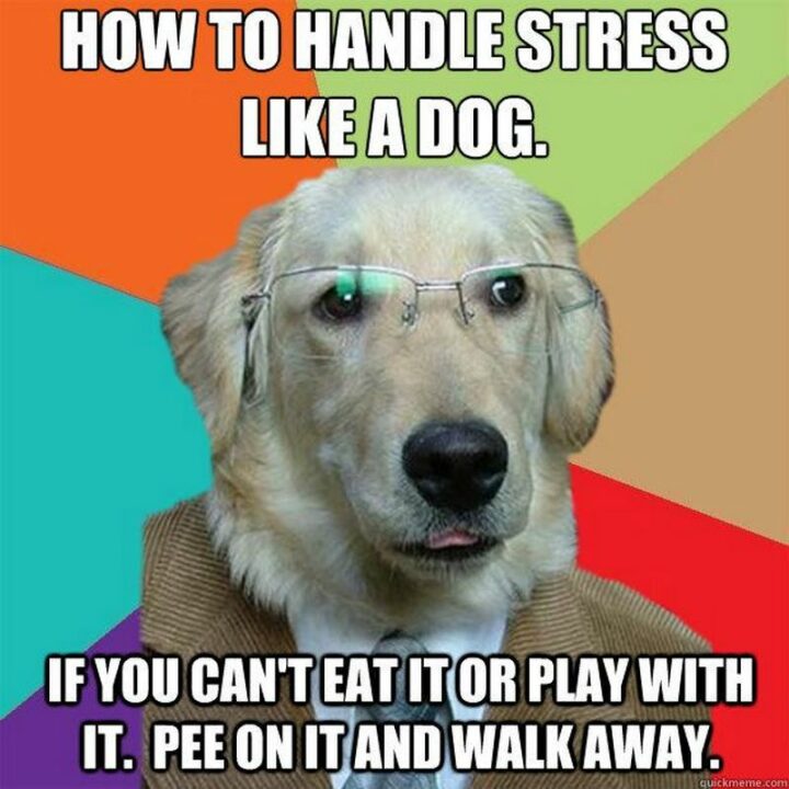 69 Funny Work Stress Memes - "How to handle stress like a dog. If you can't eat it or play with it, pee on it and walk away."