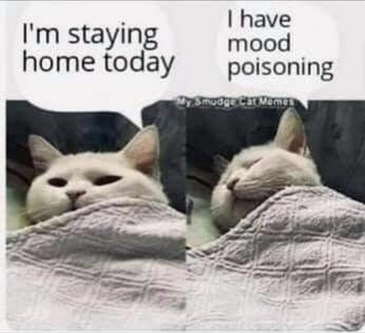 "I'm staying home today. I have mood poisoning."