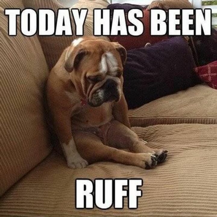 "Today has been ruff."