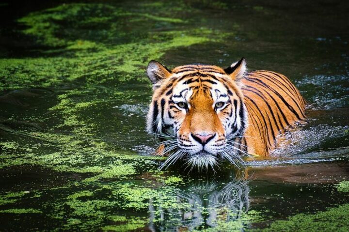 Top 10 Exotic Pets: Tiger.