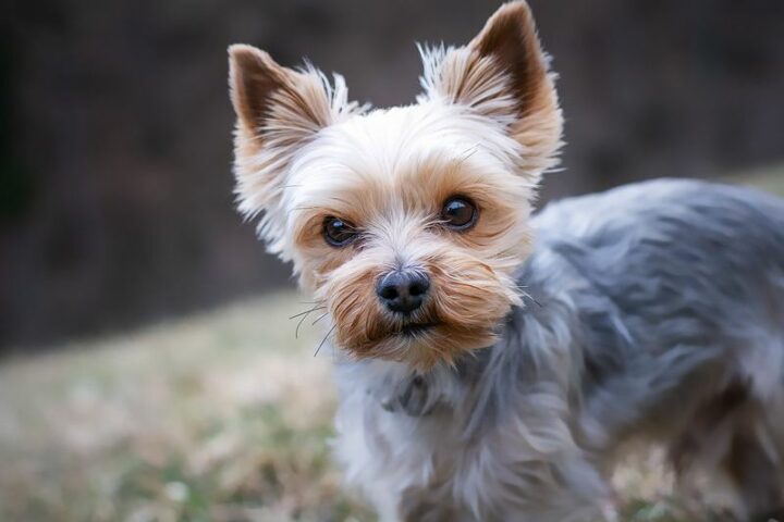 Best Apartment Dogs #2: Yorkshire Terrier.