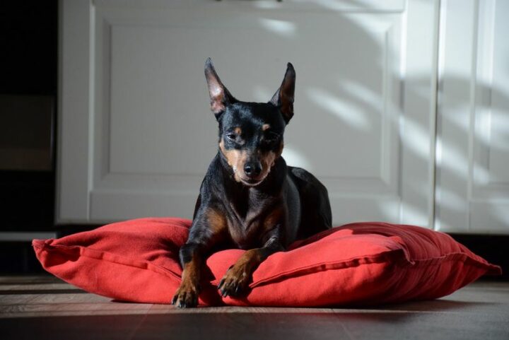 Miniature Pinscher.