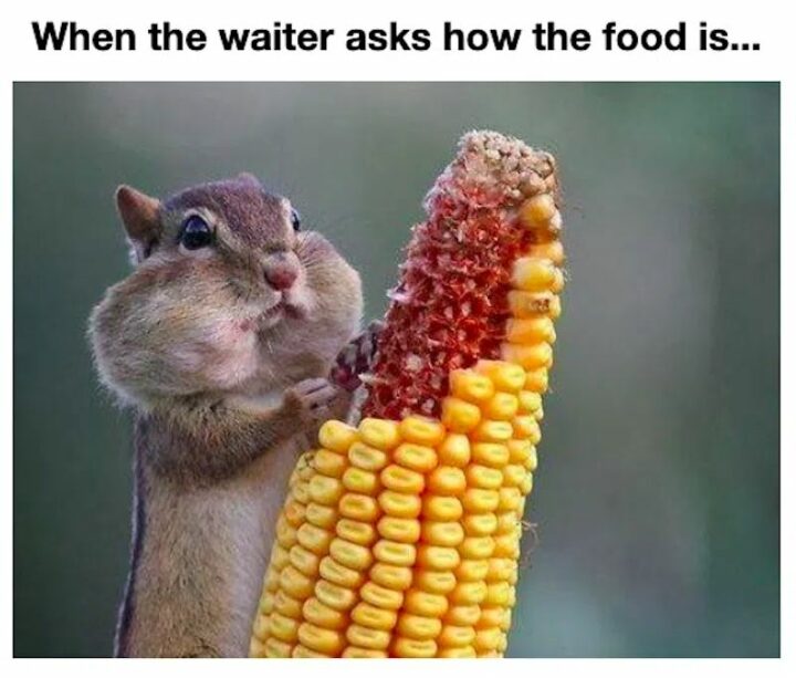 "When the waiter asks how the food is..."