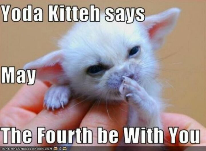 "Yoda Kitten says, 'May the Fourth be with you.'"