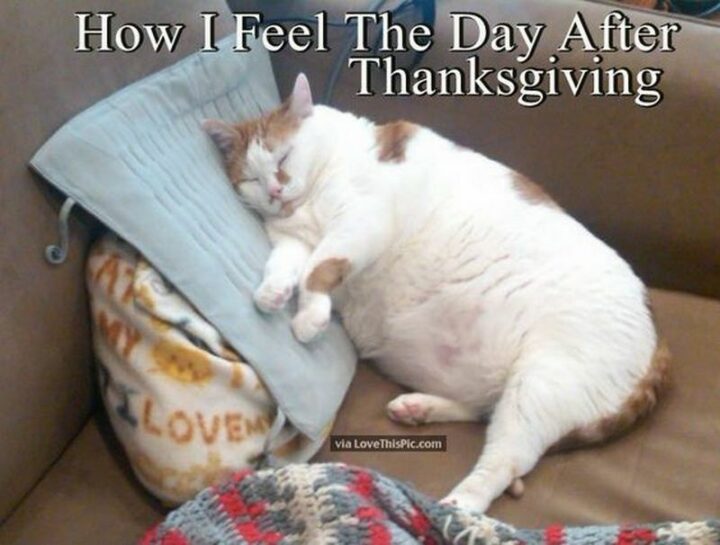 "How I feel the day after Thanksgiving."