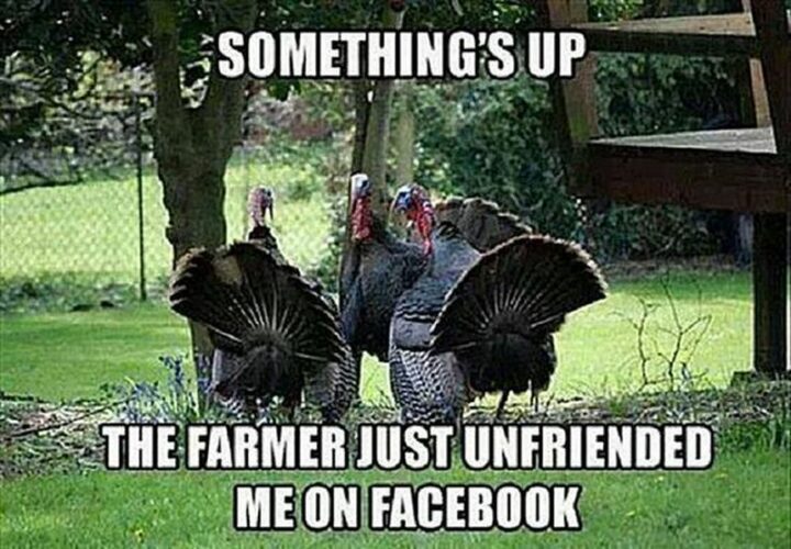 "Something's up. The farmer just unfriended me on Facebook."