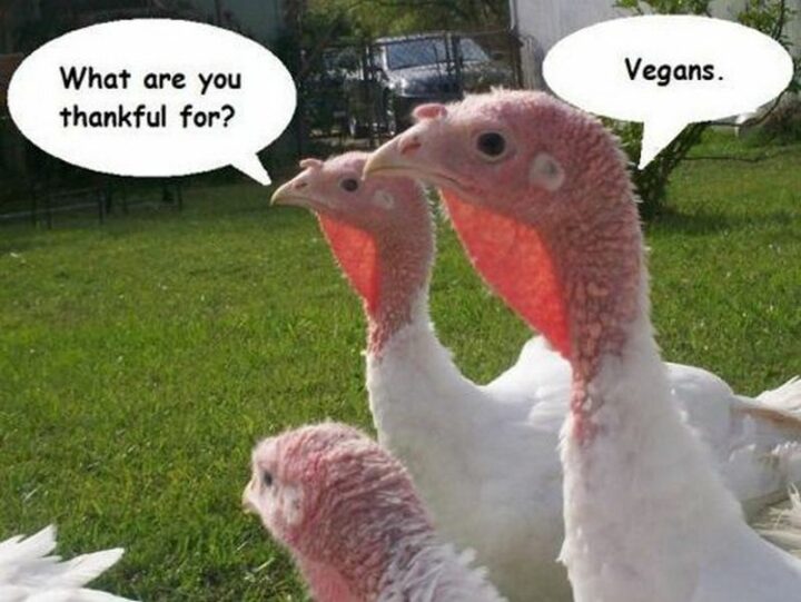 "What are you thankful for? Vegans."