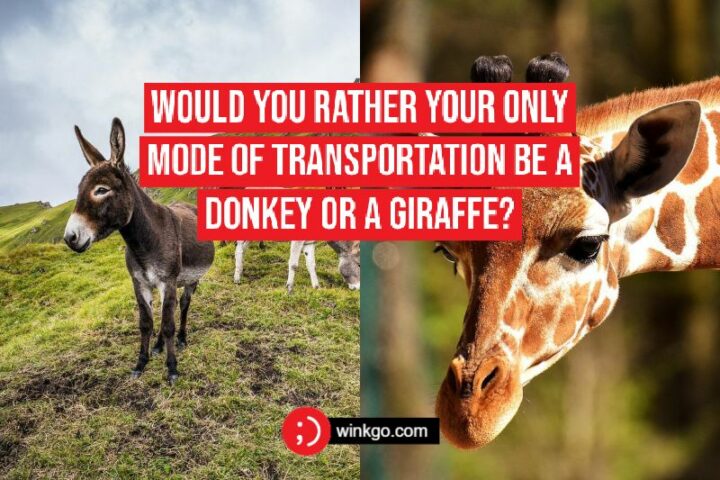 275 Would You Rather Questions - Would you rather your only mode of transportation be a donkey or a giraffe?