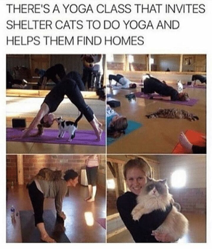 "There's a yoga class that invites shelter cats to do yoga and helps them find homes."