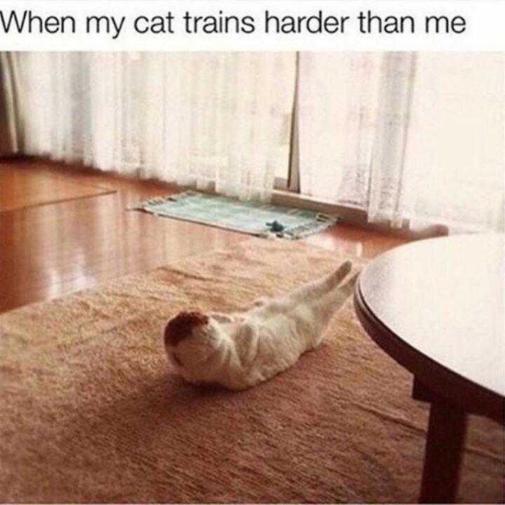 "When my cat trains harder than me."