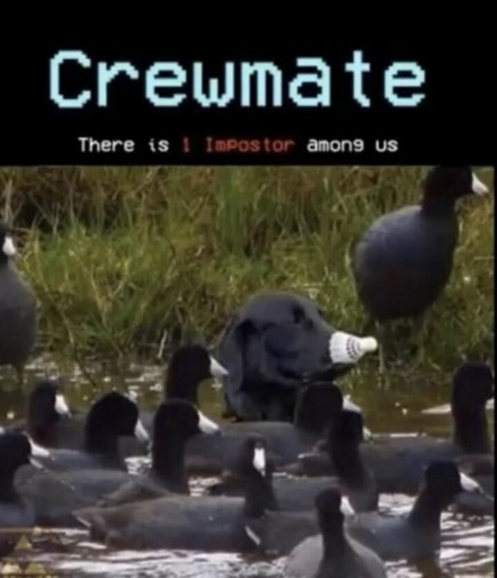 35 Funny Among Us Memes - "Crewmate there is 1 Impostor among us."