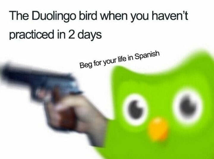 "The Duolingo bird when you haven't practiced in 2 days: Beg for your life in Spanish."