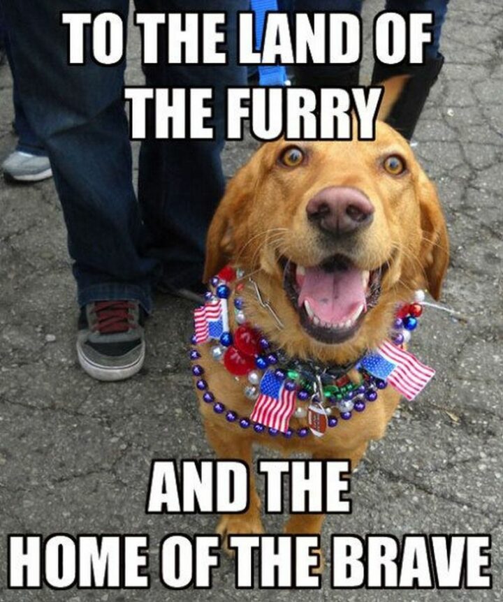 "To the land of the furry and the home of the brave."