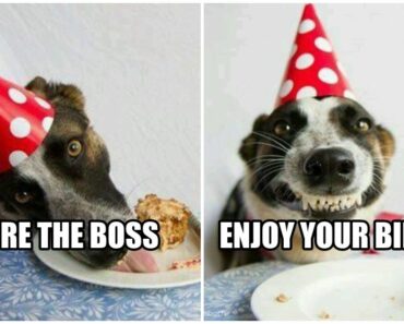 39 Funny Happy Birthday Boss Memes