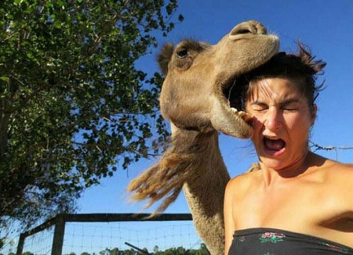 Selfie fails with a camel.