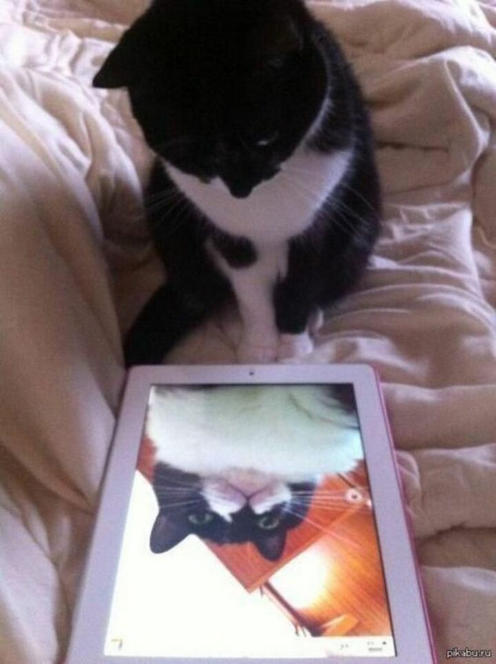 Cat selfie fails are so cute!