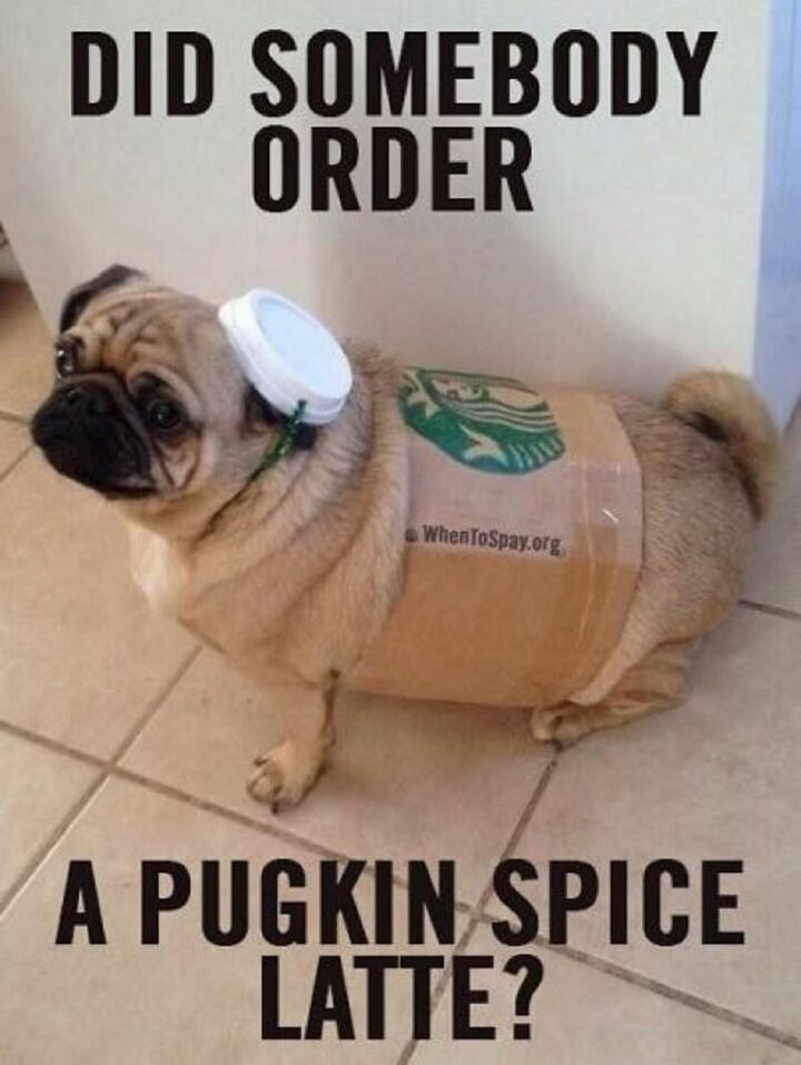 "Did somebody order a pugkin spice latte?"