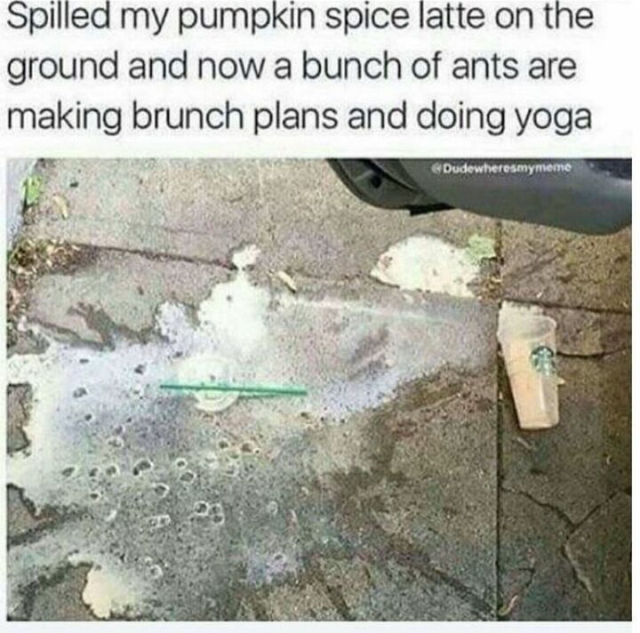 "Spilled my pumpkin spice latte on the ground and now a bunch of ants is making brunch plans and doing yoga."