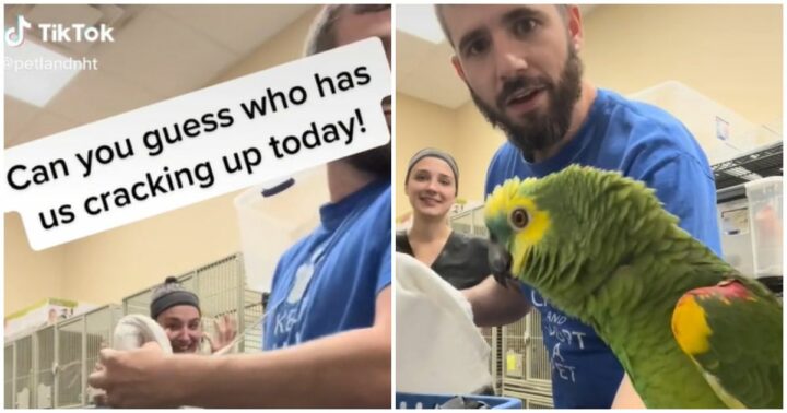 Parrot Makes Vets Laugh During Routine Appointment.