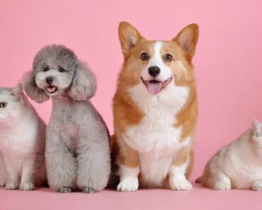 23 Interesting Pet and Pet Owner Facts