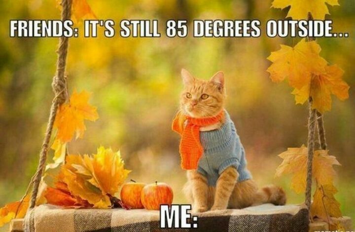 "Friends: It's still 85 degrees outside...Me:"